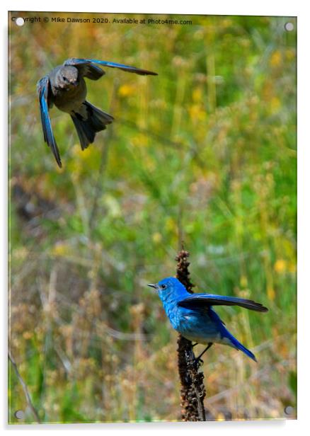 Mountain Bluebird Pair Acrylic by Mike Dawson