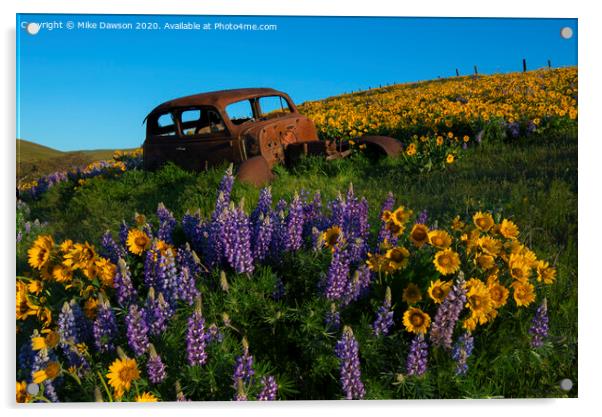 Out to Pasture Acrylic by Mike Dawson