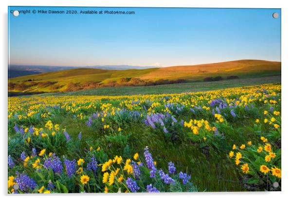 Mt. Hood Wildflower Morning Acrylic by Mike Dawson