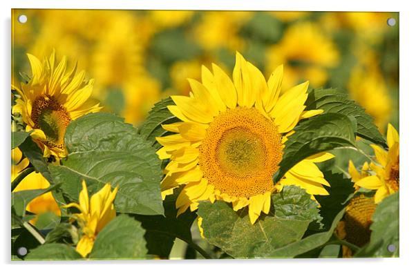 Sunflowers Acrylic by Rick Wilson