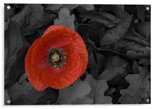 Poppy Acrylic by Charlie Gray LRPS