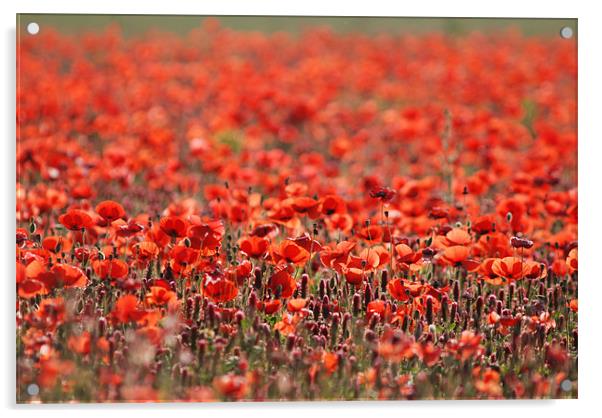 Poppy field Acrylic by Claire Gardner