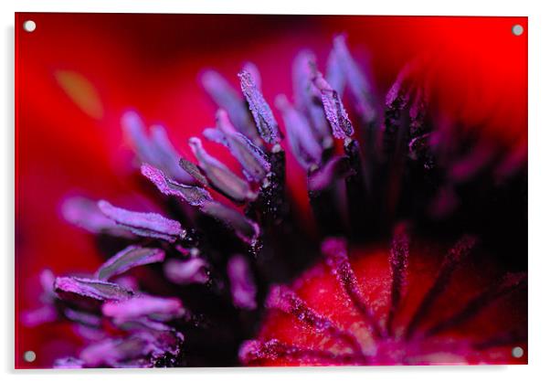 Purple Pollen Acrylic by Claire Gardner