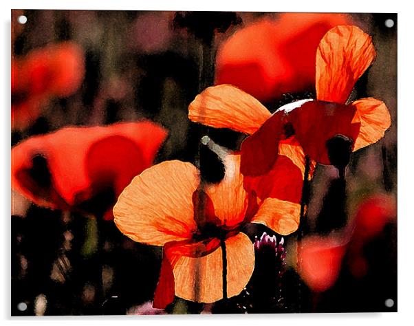 Red Poppy 2 Acrylic by Claire Gardner