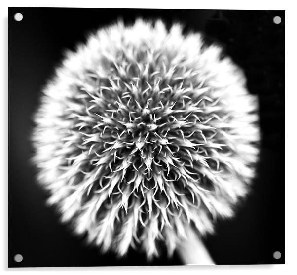 Dandelion 2 Acrylic by Claire Gardner