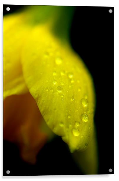 Daffodil Acrylic by rachael hardie