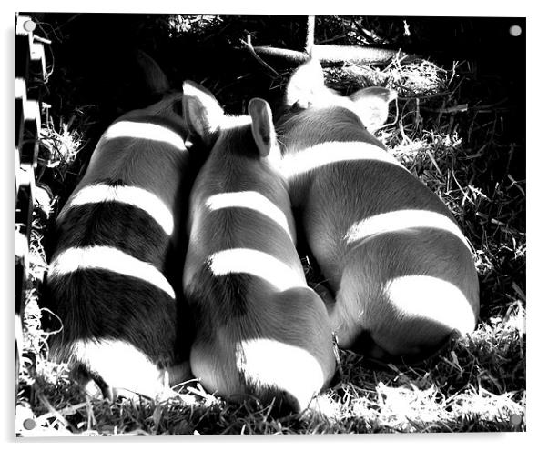 3 little pigs Acrylic by rachael hardie