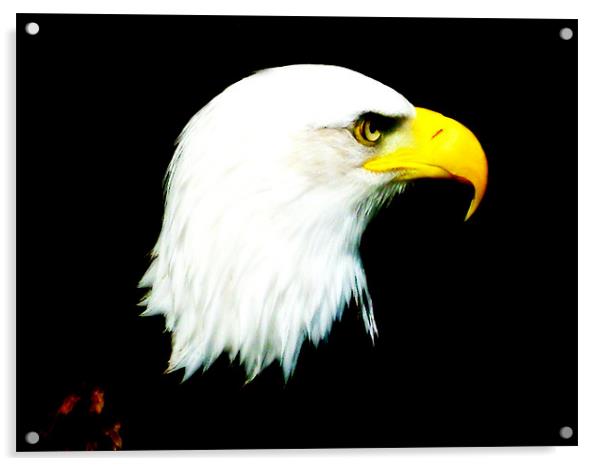 eagle eyed Acrylic by rachael hardie