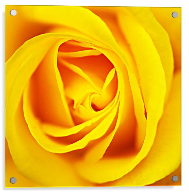 yellow rose Acrylic by rachael hardie