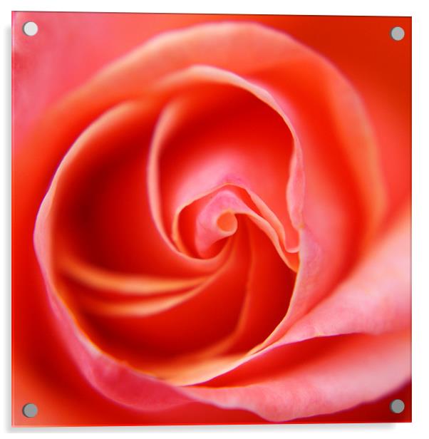 rose Acrylic by rachael hardie