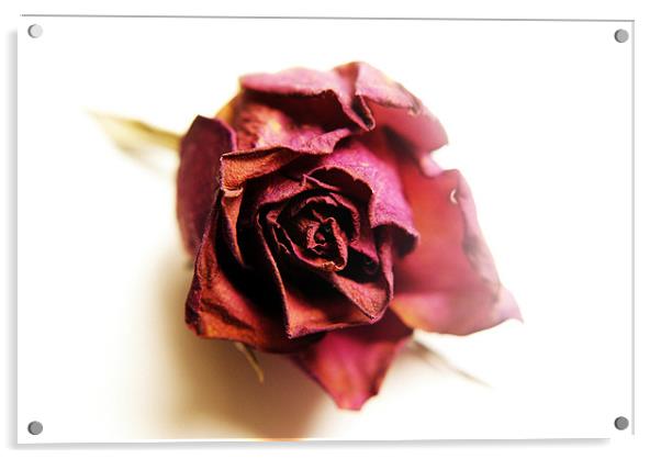 dried rose Acrylic by rachael hardie