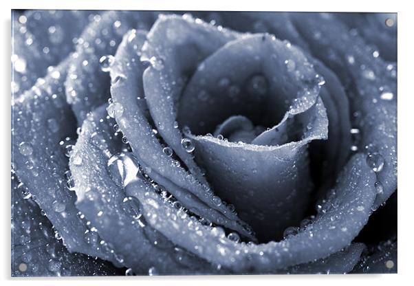 Frozen rose Acrylic by Andreas Hartmann