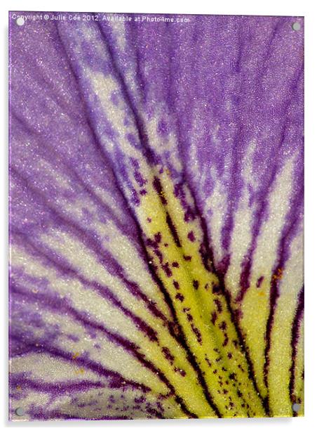 Blood Iris Petal Acrylic by Julie Coe