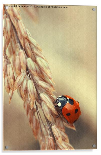 7 Spotted Ladybird Acrylic by Julie Coe