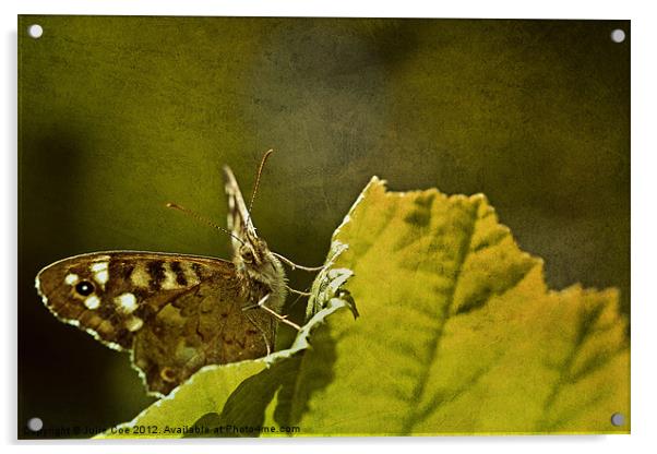 Speckled Wood 2 Acrylic by Julie Coe
