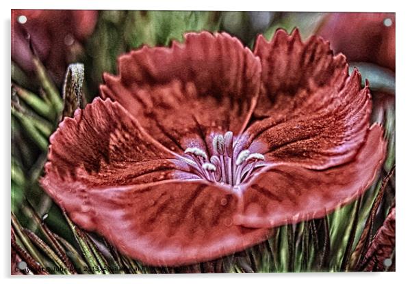 Little Red Flower Acrylic by Julie Coe