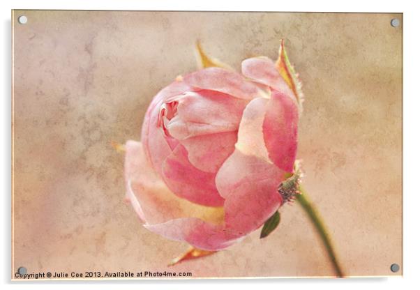 Pretty Little Rosebud Acrylic by Julie Coe