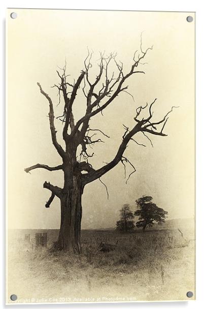 Ye Olde Tree Acrylic by Julie Coe