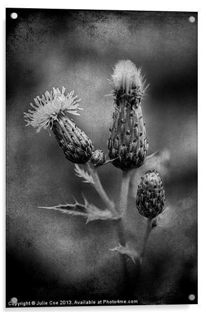 Thistle BW Acrylic by Julie Coe