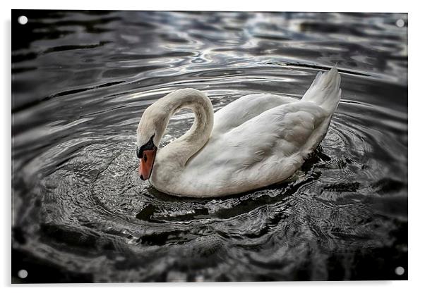 Swan Acrylic by Julie Coe