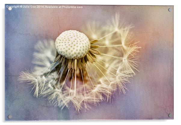 Dandelion Seed Head 8 Acrylic by Julie Coe