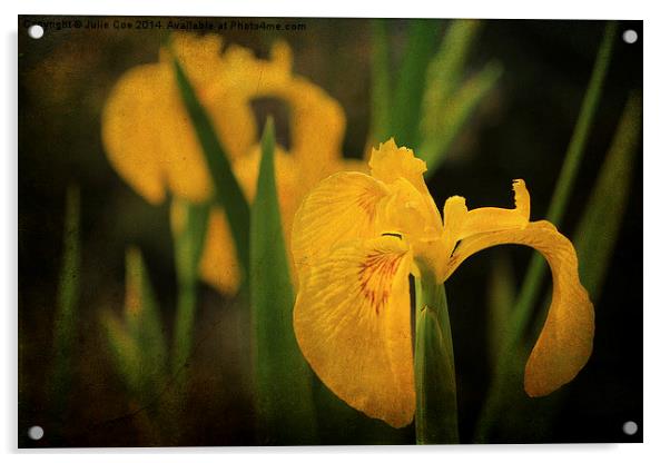 Yellow Flag Iris 4 Acrylic by Julie Coe
