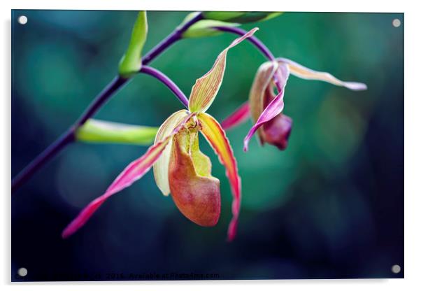 Orchid Acrylic by Magdalena Bujak