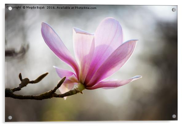 Pink magnolia Acrylic by Magdalena Bujak