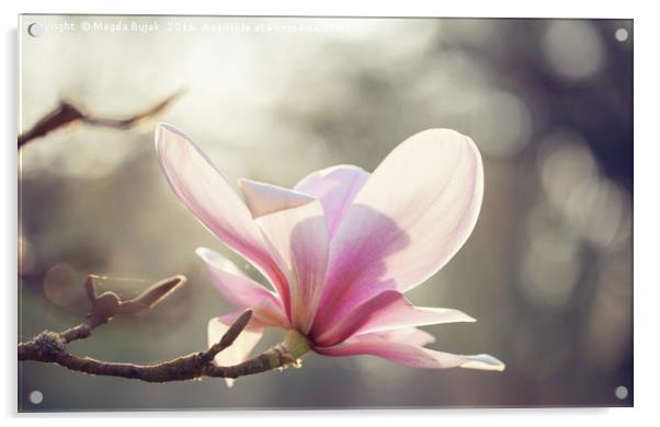 Pink magnolia flower Acrylic by Magdalena Bujak