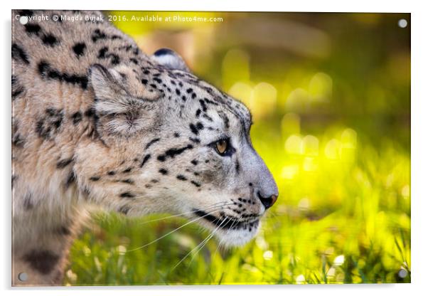 Snow leopard, panthera uncia Acrylic by Magdalena Bujak