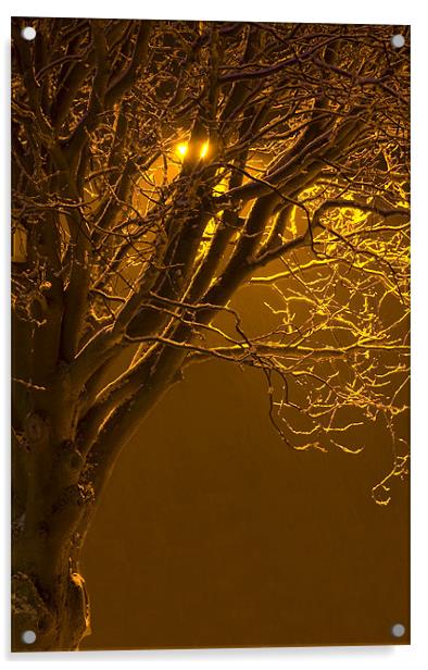 Tree Under Orange Light Acrylic by David Moate