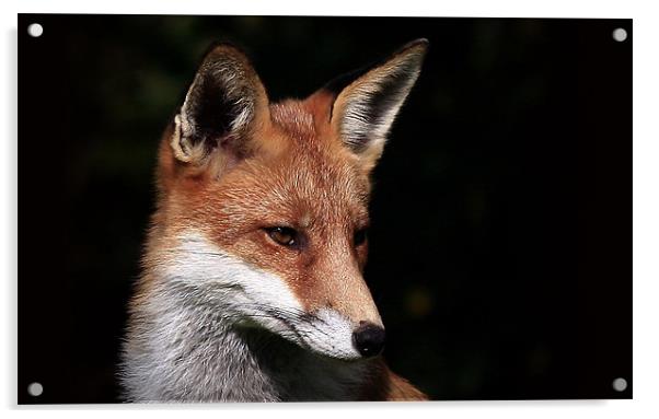 The Red Fox Acrylic by Trevor White