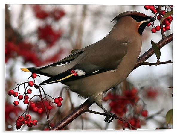 The Waxwing Acrylic by Trevor White