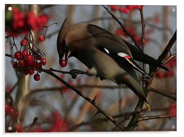 The Waxwing Acrylic by Trevor White