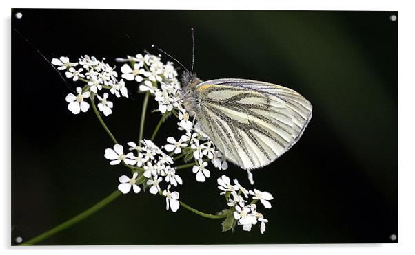 The Green Veined White Acrylic by Trevor White