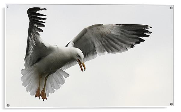 The Wings Of A Gull Acrylic by Trevor White
