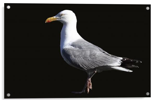 The Herring Gull Acrylic by Trevor White