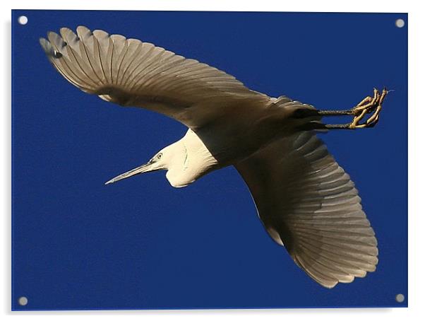 Flight Of The Little Egret Acrylic by Trevor White