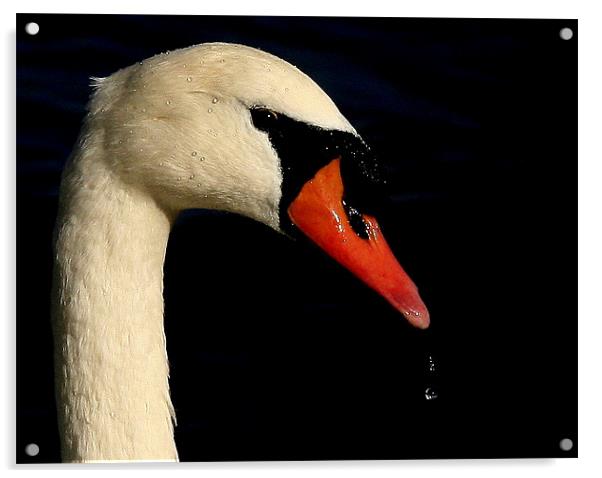 Portrait Of The Mute Swan Acrylic by Trevor White
