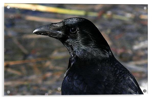 The Carrion Crow Acrylic by Trevor White
