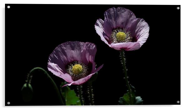  Purple Poppies Acrylic by Trevor White