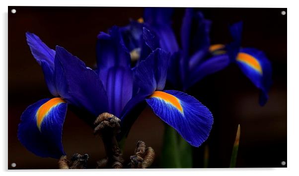 Blue Iris Acrylic by Trevor White