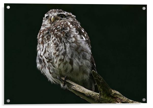 The Little Owl Acrylic by Trevor White