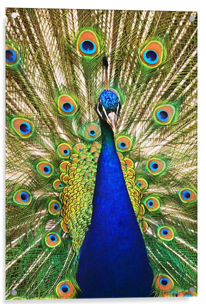 Peacock Dunfermline Glen Acrylic by Andrew Beveridge