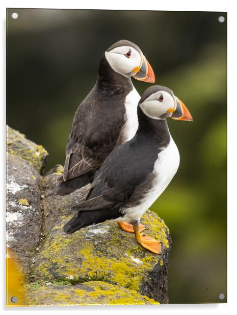 Pair of Puffins Acrylic by Andrew Beveridge
