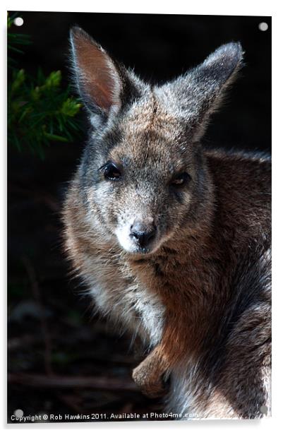 Portrait of a wallaby Acrylic by Rob Hawkins