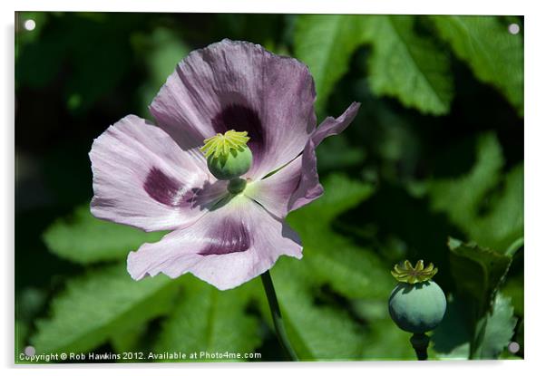 a Purple Poppy Acrylic by Rob Hawkins