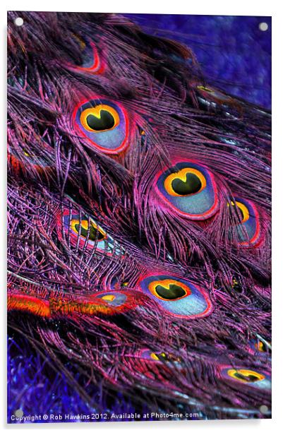 Purple peacock feathers Acrylic by Rob Hawkins
