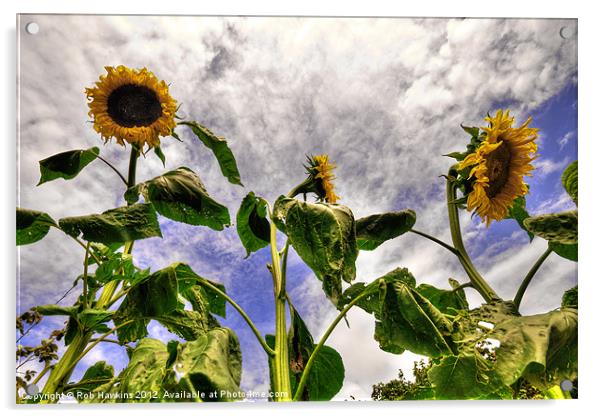 Sunflower Decay Acrylic by Rob Hawkins