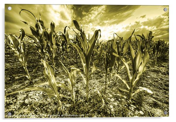 Golden Field of Corn Acrylic by Rob Hawkins